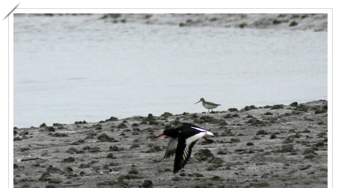 검은머리물떼새