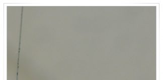 마트에 날아든 휘파람새