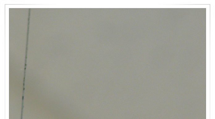 마트에 날아든 휘파람새