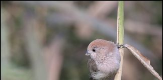 붉은머리오목눈이