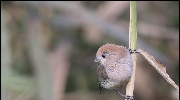 붉은머리오목눈이