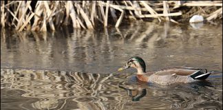 청둥오리와 흰뺨검둥오리 교잡종