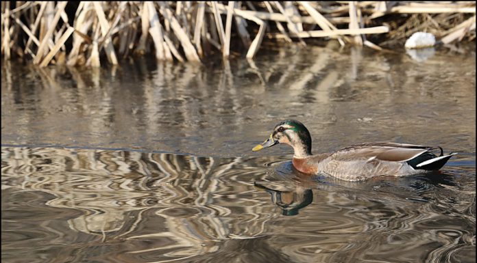 청둥오리와 흰뺨검둥오리 교잡종