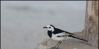 알락할미새의 둥지가 있는곳