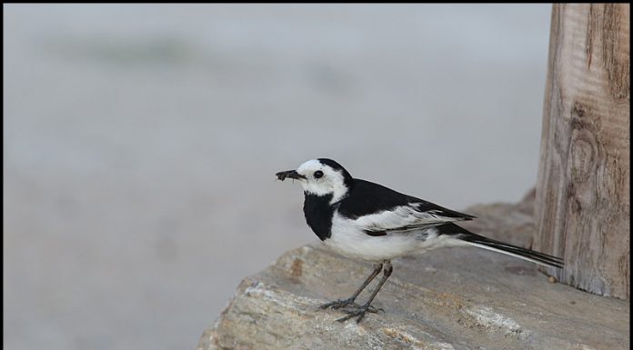 알락할미새의 둥지가 있는곳