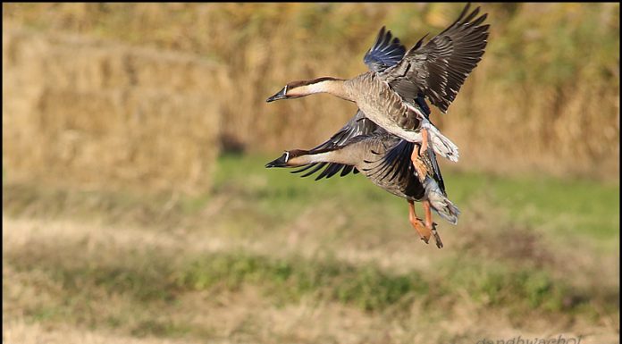 드뎌 개리와 조우