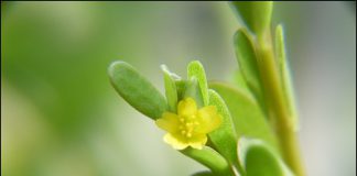 오행초 (쇠비름)