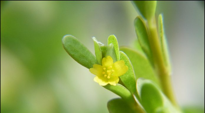 오행초 (쇠비름)