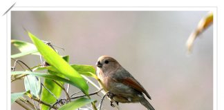 붉은머리오목눈이