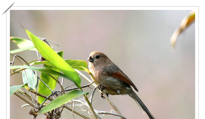 붉은머리오목눈이