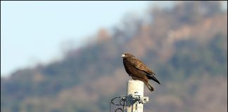 큰말똥가리 흑색형