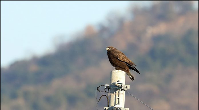 큰말똥가리 흑색형
