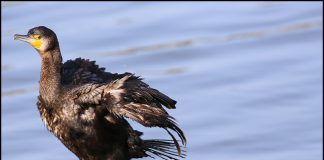 날개다친 민물가마우지