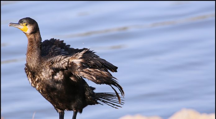 날개다친 민물가마우지