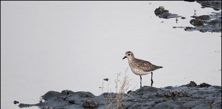 검은가슴물떼새