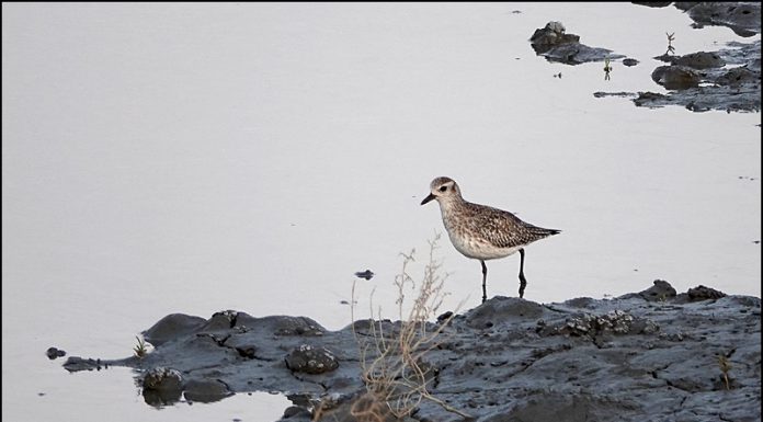 검은가슴물떼새