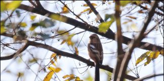 긴꼬리홍양진이