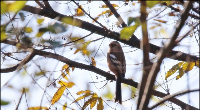 긴꼬리홍양진이
