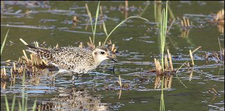 검은가슴물떼새