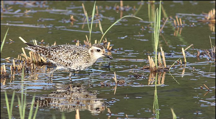 검은가슴물떼새