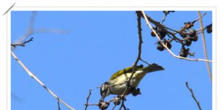 검은이마직박구리