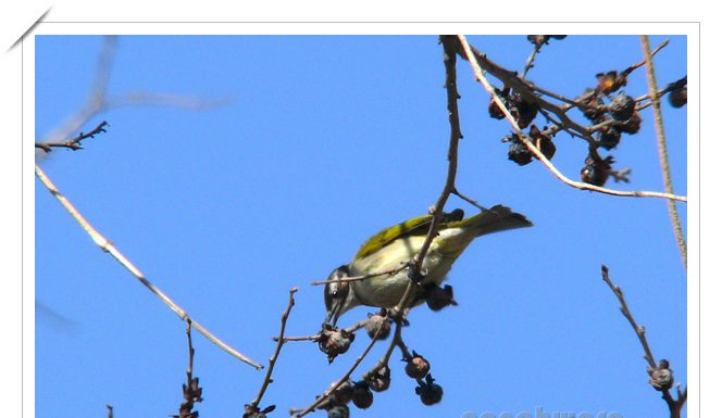 검은이마직박구리