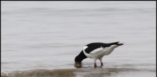 검은머리물떼새