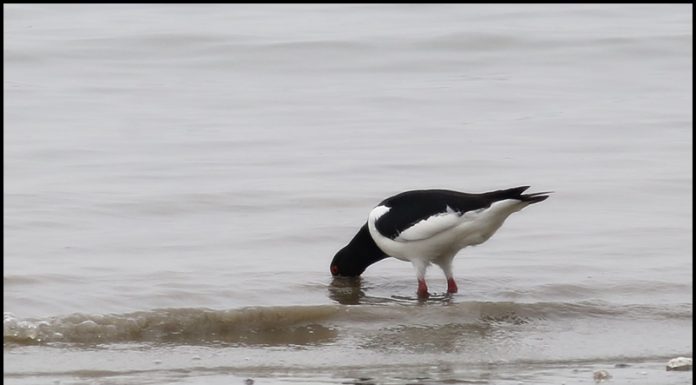 검은머리물떼새