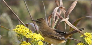 10월에 만난 개개비