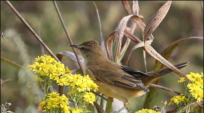 10월에 만난 개개비