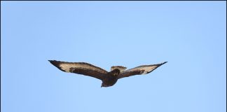 흑색형 큰말똥가리