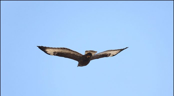 흑색형 큰말똥가리