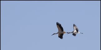 강화도 찾아온 황새