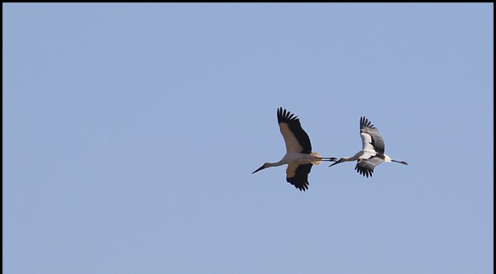 강화도 찾아온 황새