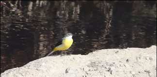 노랑할미새