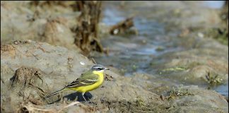 흰눈썹긴발톱할미새