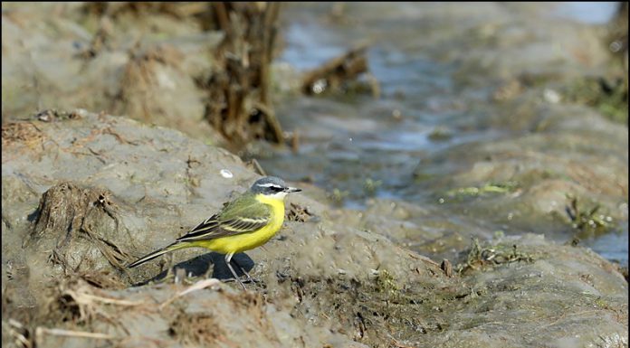 흰눈썹긴발톱할미새