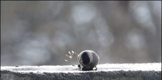 몸단장중인 멋장이