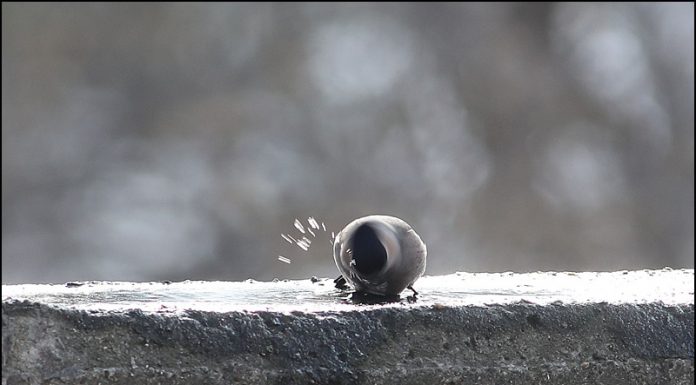 몸단장중인 멋장이