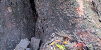 지난 해 링링으로 쓰러진 연미정 느티나무에 새생명 탄생 < 느티나무 그루터기에서 새싹 >