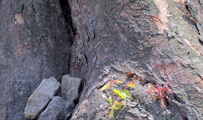 지난 해 링링으로 쓰러진 연미정 느티나무에 새생명 탄생 < 느티나무 그루터기에서 새싹 >