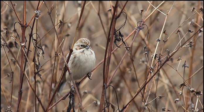 북방검은머리쑥새