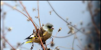 쪼로롱 방울새야!