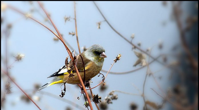 쪼로롱 방울새야!
