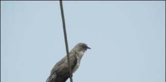 탁란하는 새 뻐꾸기