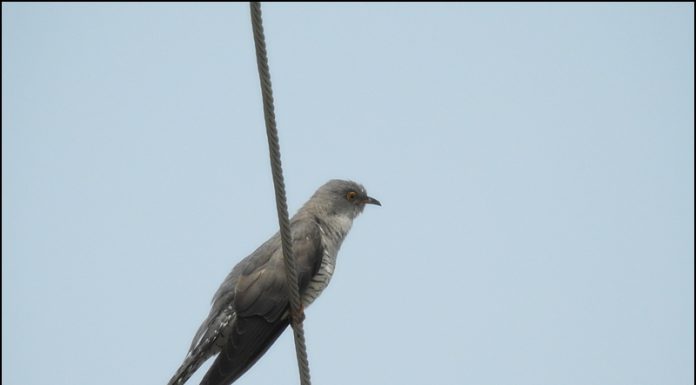 탁란하는 새 뻐꾸기