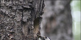큰오색딱다구리의 육추