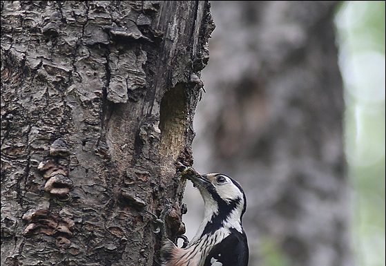 큰오색딱다구리의 육추