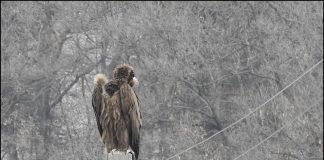 먹이가 없어요 (독수리)