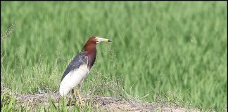 흰날개해오라기